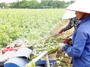 Ninh Bình: Trồng cây gai xanh AP1 trên đất gò đồi 